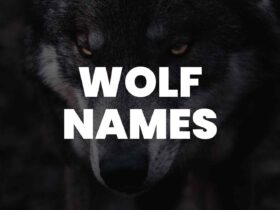 wolf names