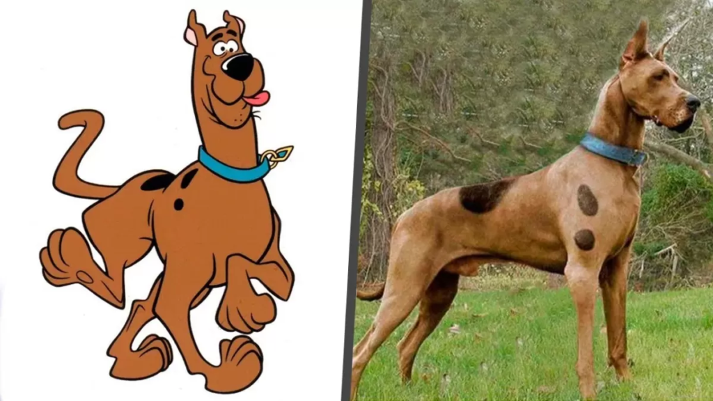 what kind of dog is scooby doo
