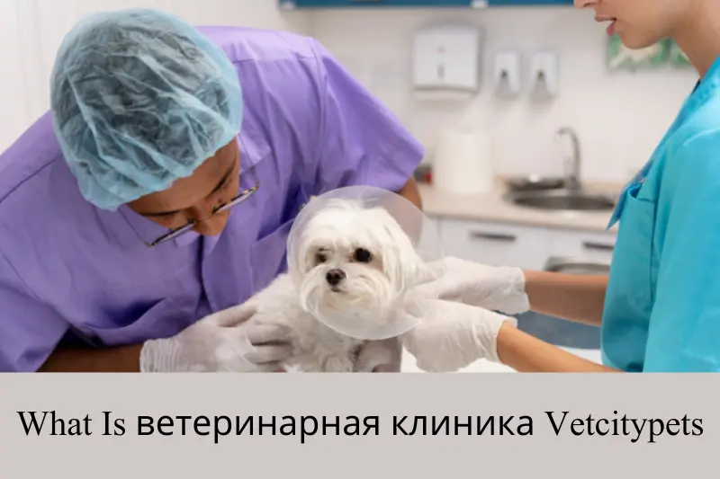 ветеринарная клиника vetcitypets