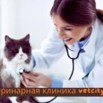 ветеринарная клиника vetcitypets