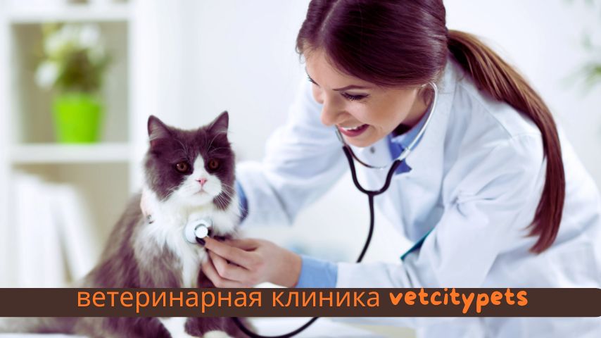 ветеринарная клиника vetcitypets