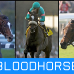 bloodhorse