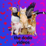 the dodo videos