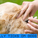 embedded fully ticks on dogs